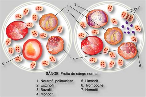 largimea distributiei trombocitare|largimea distributiei trombocitare